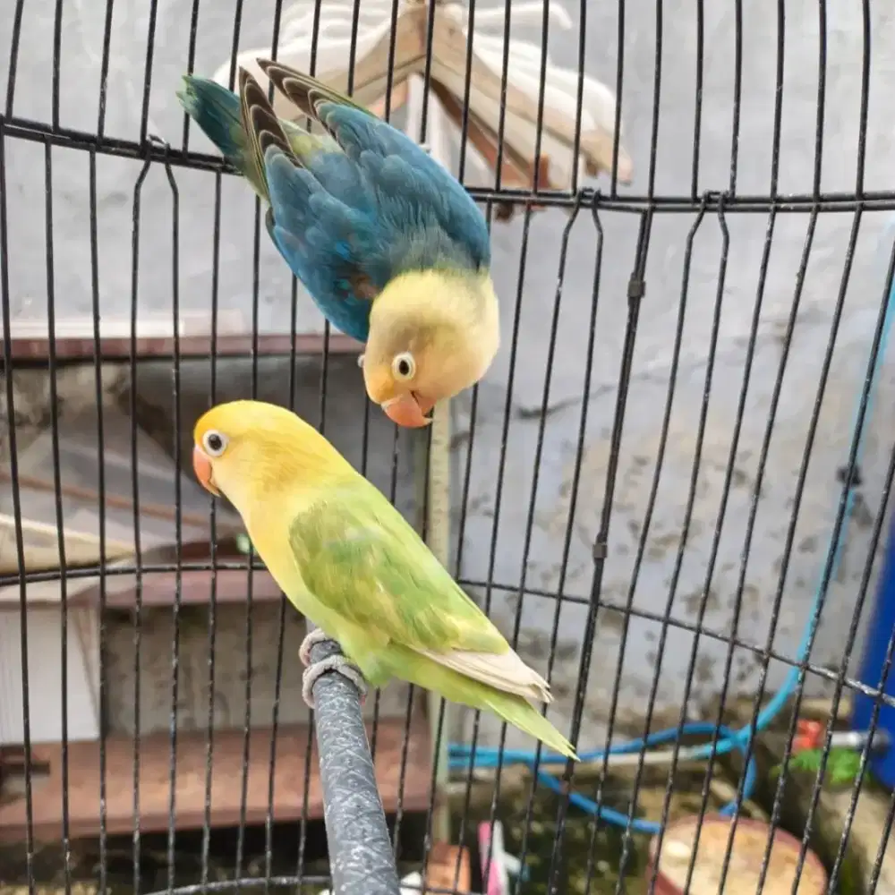 Burung LB lovebird love bird lakbet jodohan pasangan aqua blue(b) x p