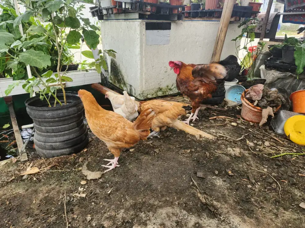 Dijual Ayam Elba usia 5-6 Bulan