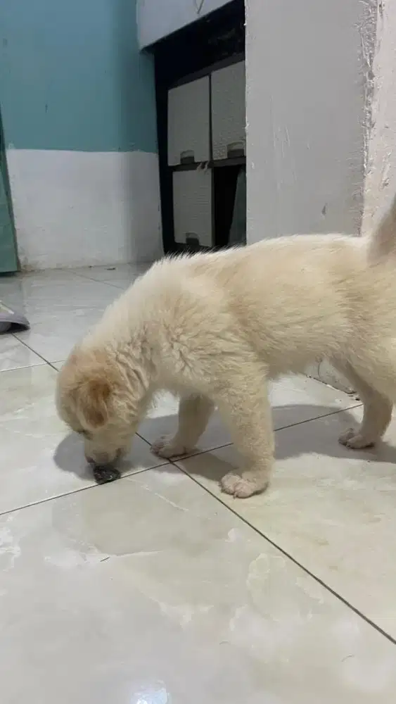 anjing kintamani & corgie