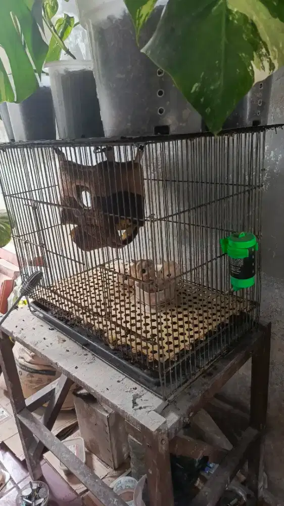 Kandang Galvanis Kotak Bekas Sugar Glider