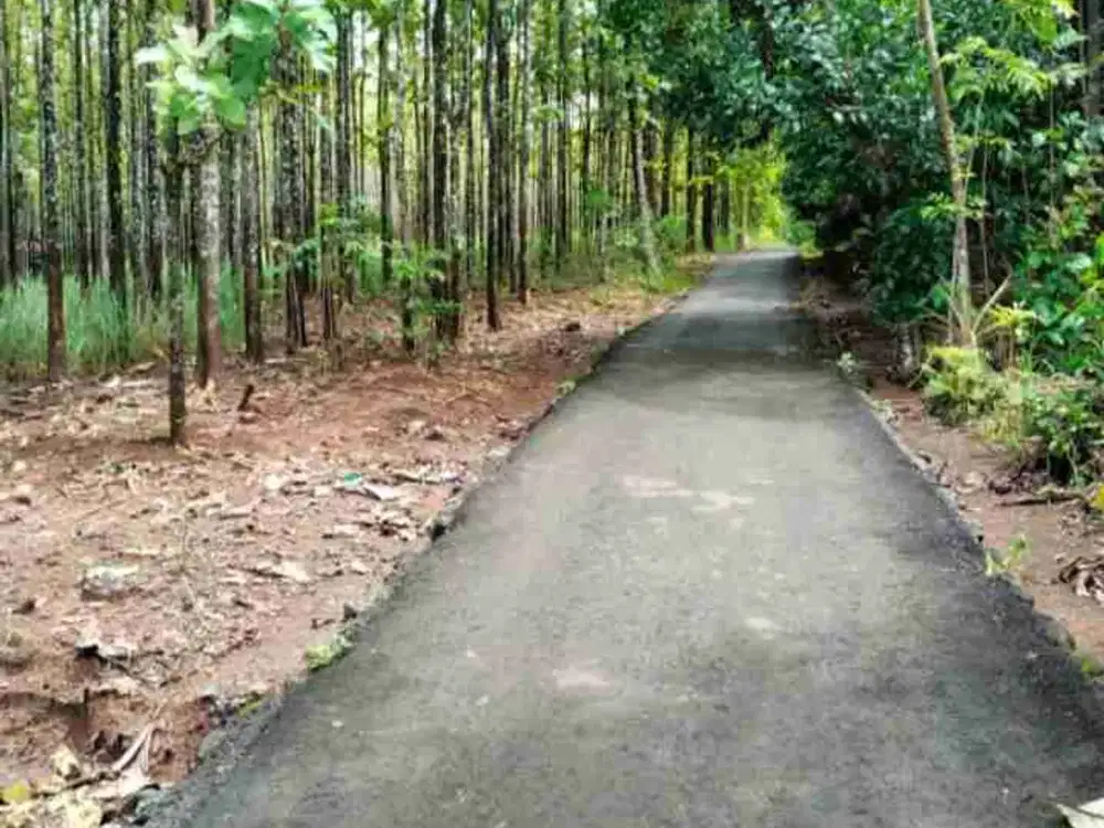 Di jual tanah sudah di tanam jati.harga sangat ekonomis legalitas SHM.sangat cocok untuk pertanian dan perkebunan