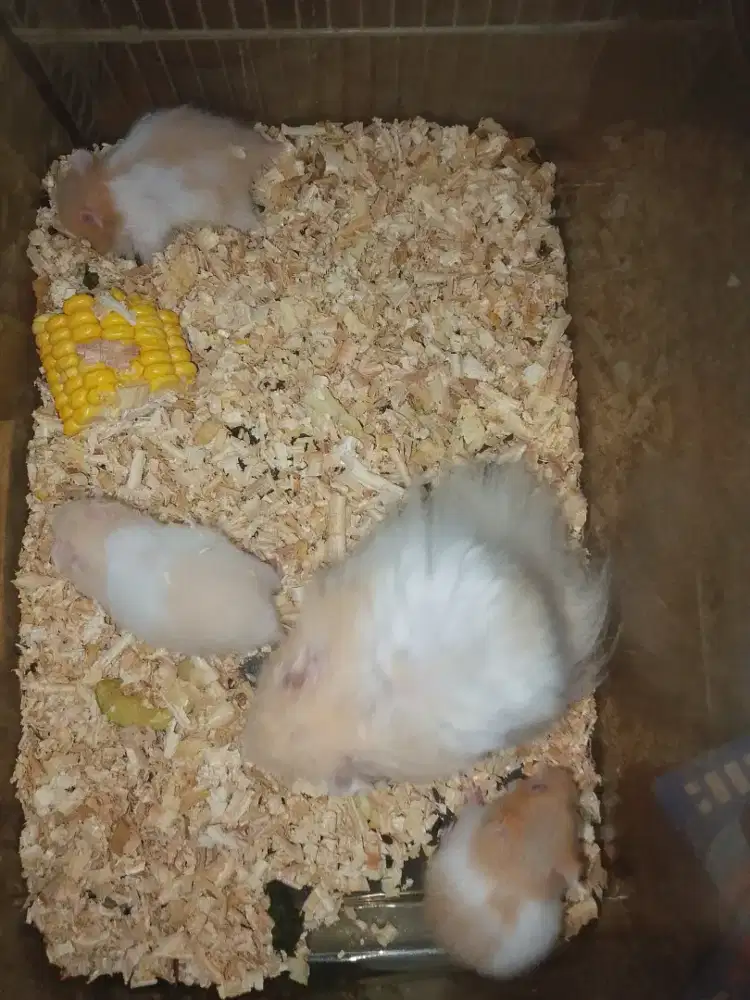Hamster Syirian Jantan Anakan 1 bulan Syiria Siria Short Hair