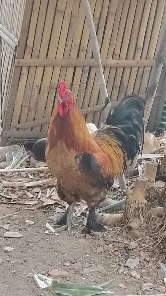 Ayam Jago Brama Jari 10 langka