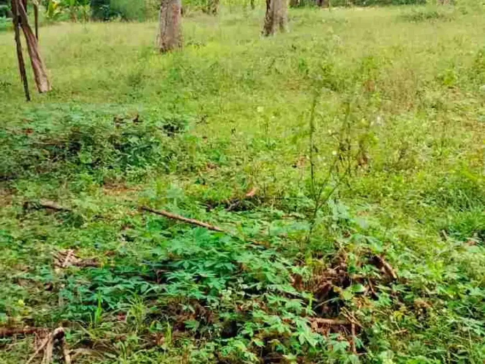 Di jual tanah Darat Dekat summarecon Bogor.
