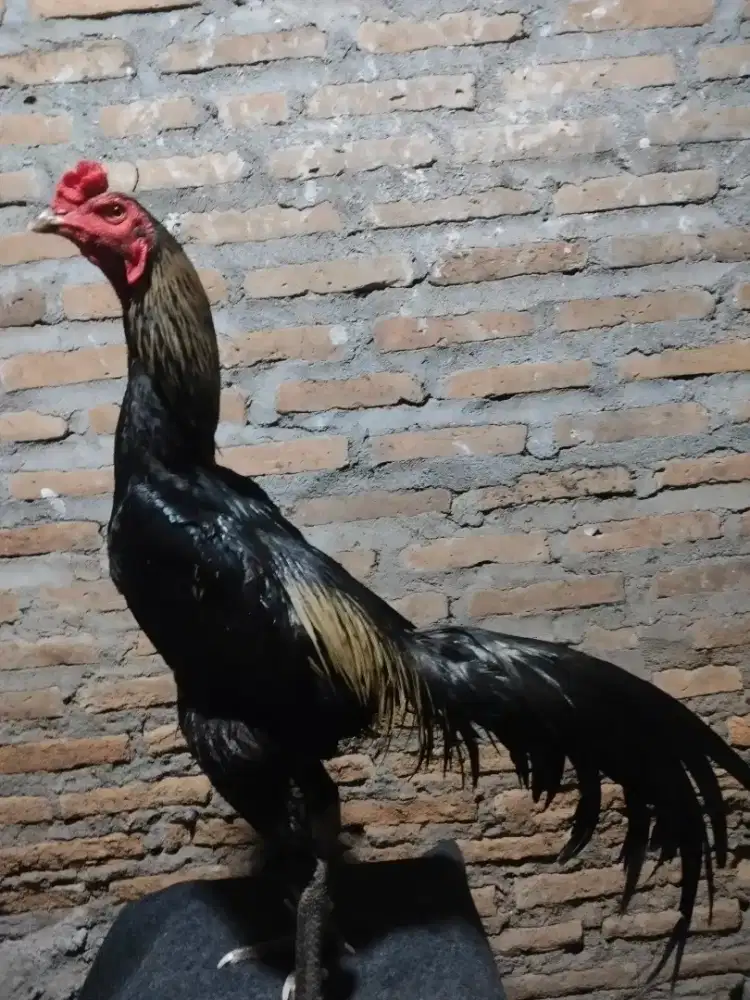 Jual ayam koyngong