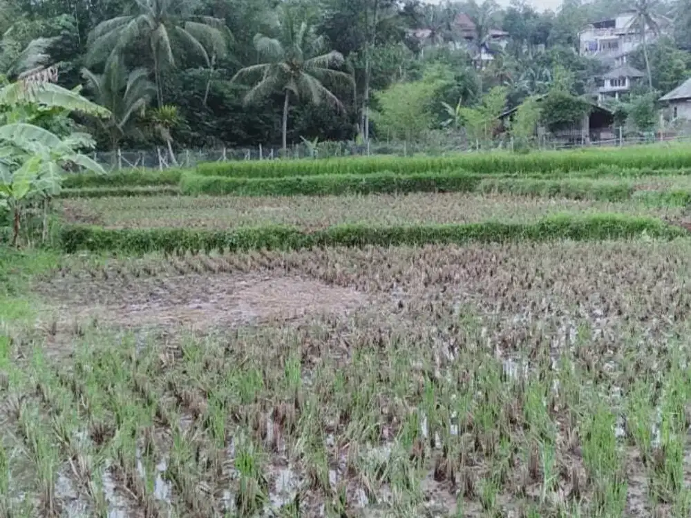 Tanah di Desa Cimande, Caringin, Bogor