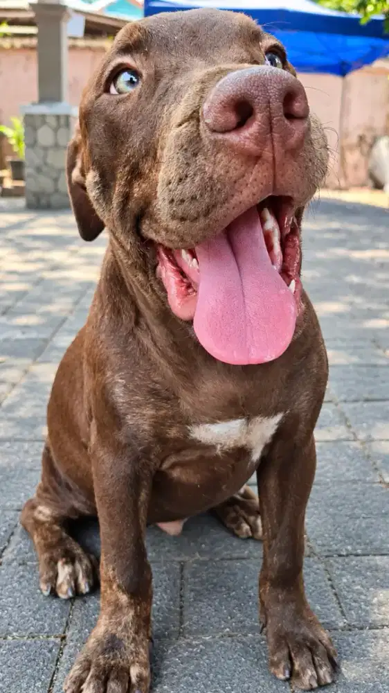 SISA 1 anakan Pitbull pure bukan mix