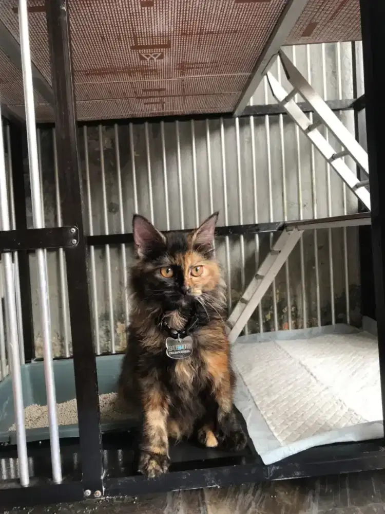 Persia x Maine Coon Betina – Tortie Cantik