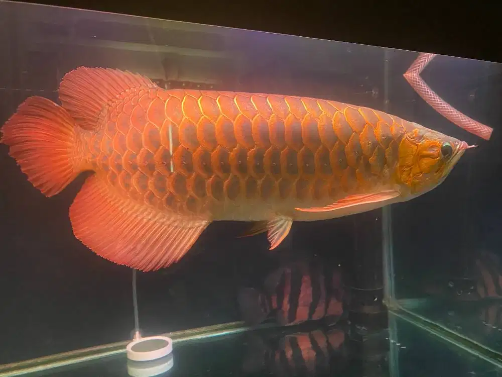 PAKET ARWANA SUPER RED 60 CM + TIGER FISH 20 CM + AQUARIUM & KABINET