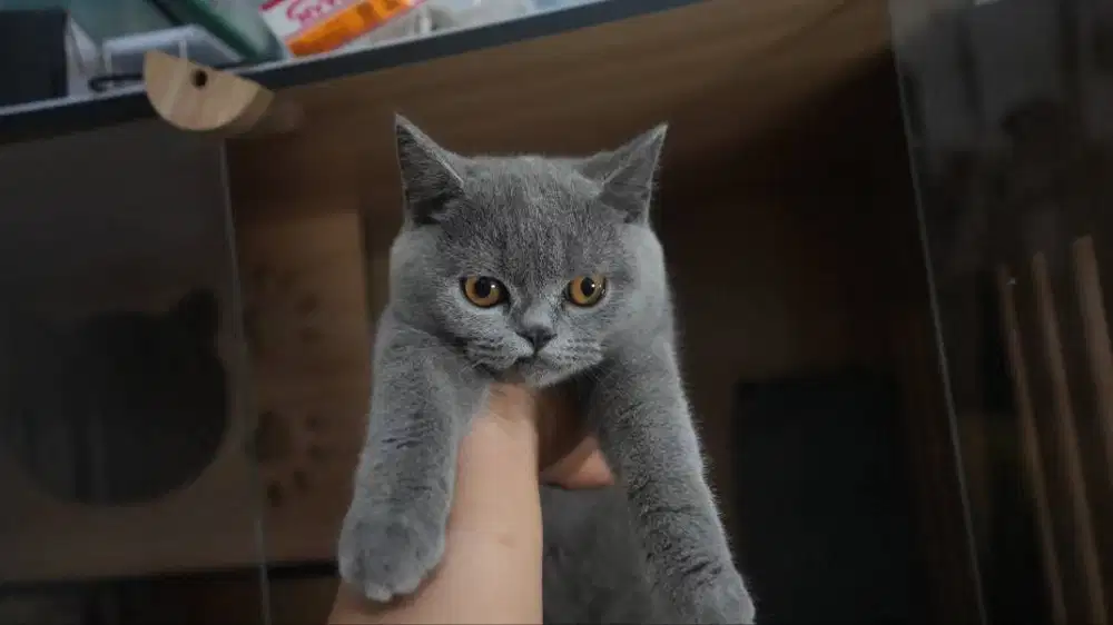 LA Kucing BSH Blue Solid Betina B1!