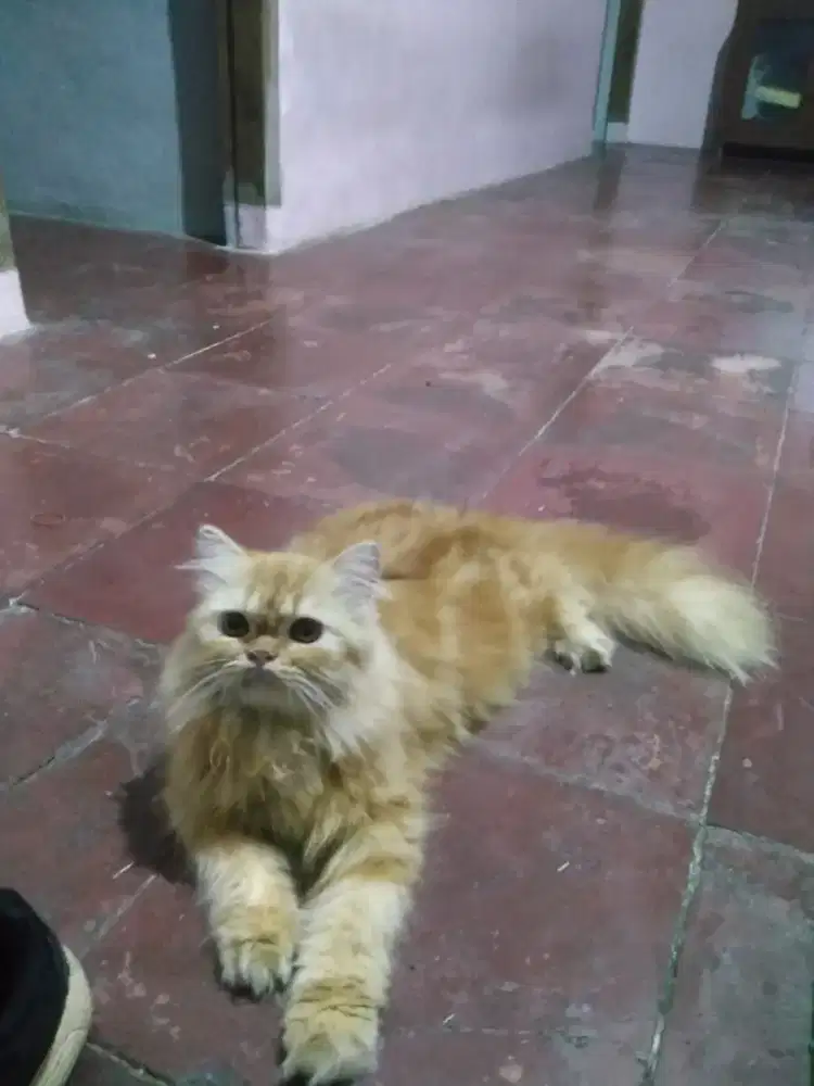 Kucing Persia Flatnose
