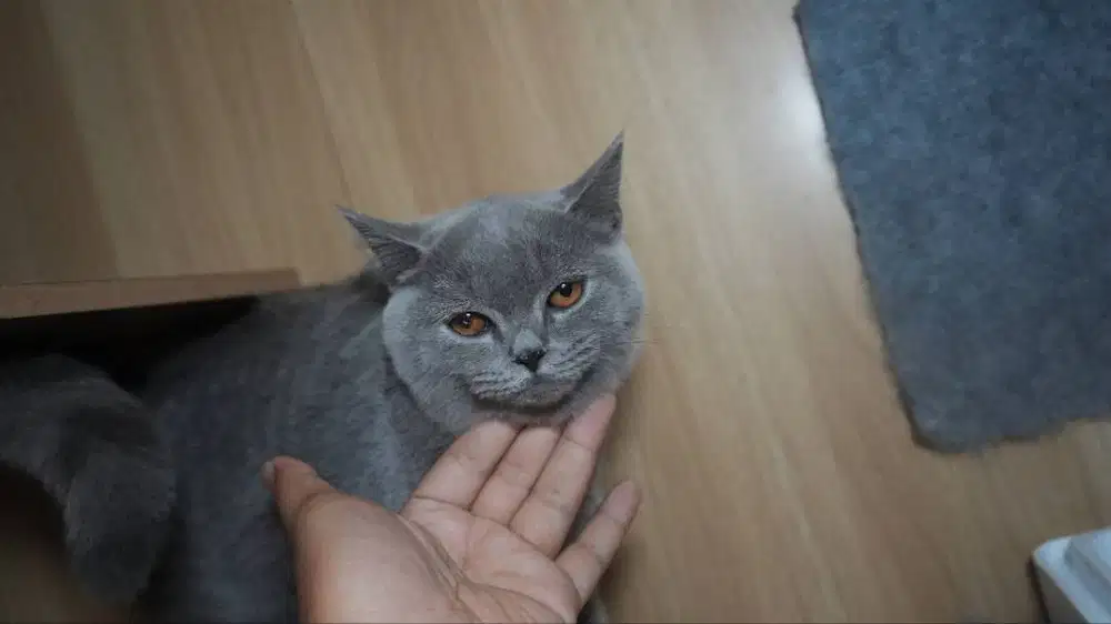 LA Kucing BSH Blue Solid Betina B2!