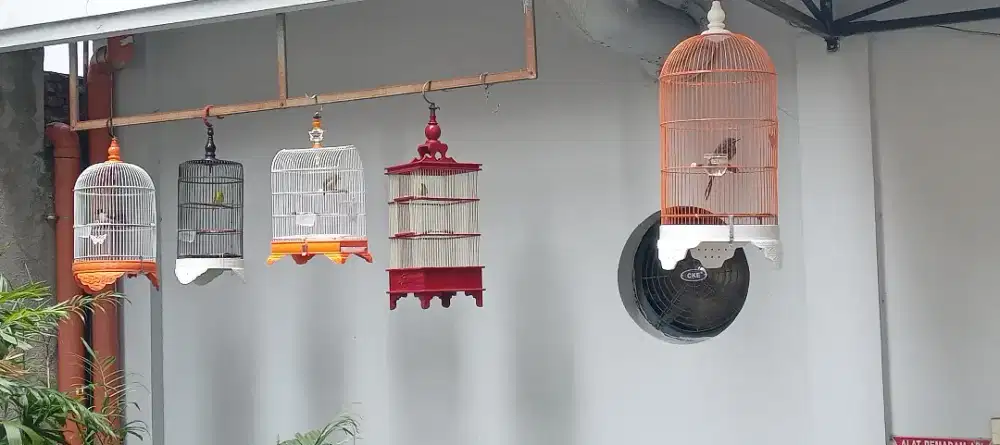 Burung Kutilang