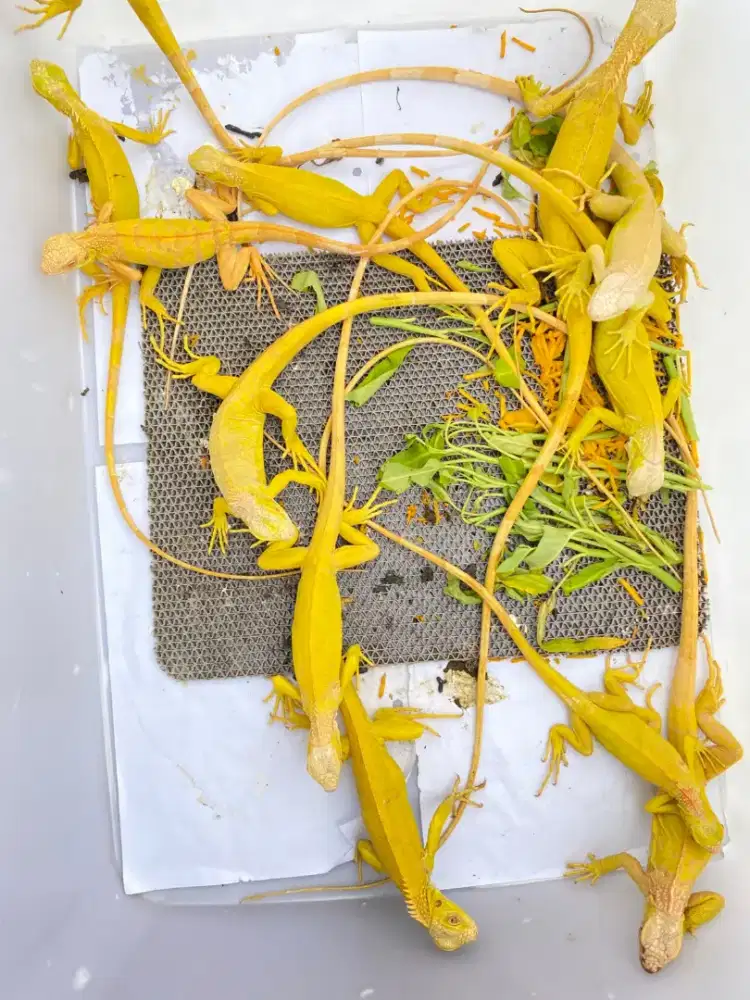 ALBINO IGUANA 50-70cm-+
