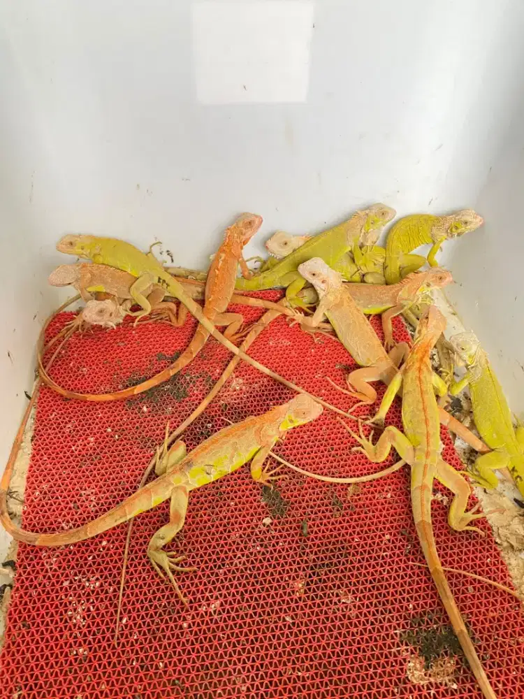 HYPO IGUANA 50-60CM-+
