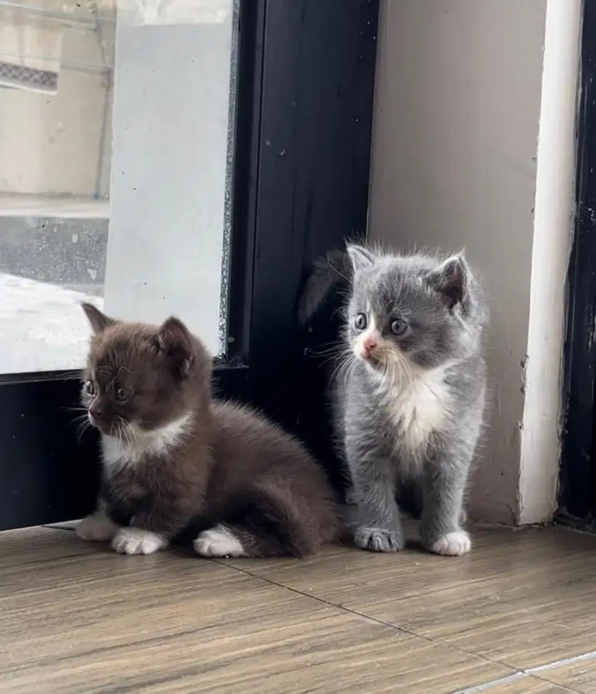Bsh munchkin bicolor coklat