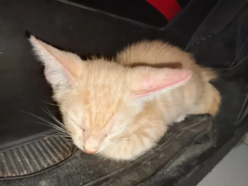 Open adopsi kucing