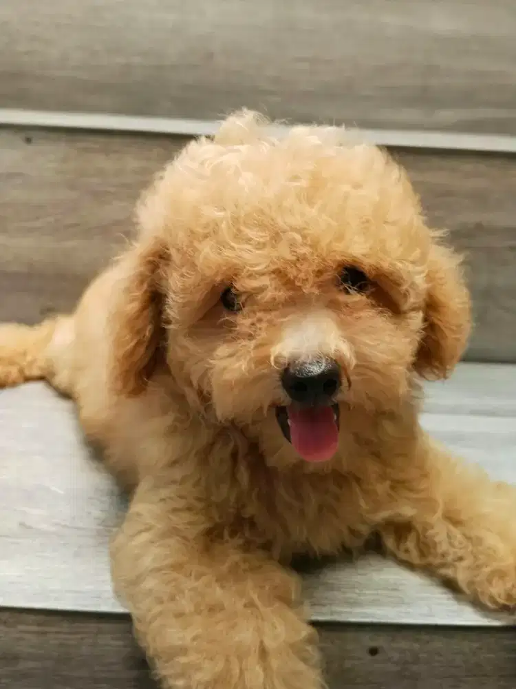 Toy poodle ekor cewe umur 3 bulan