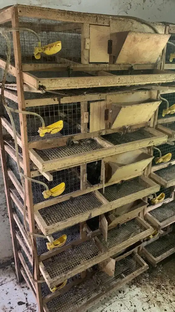 jual kandang burung puyuh
