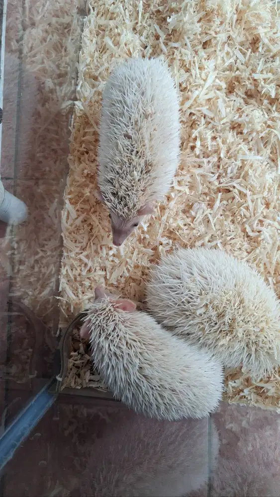 Open adopt Landak Mini (Hadgehog)