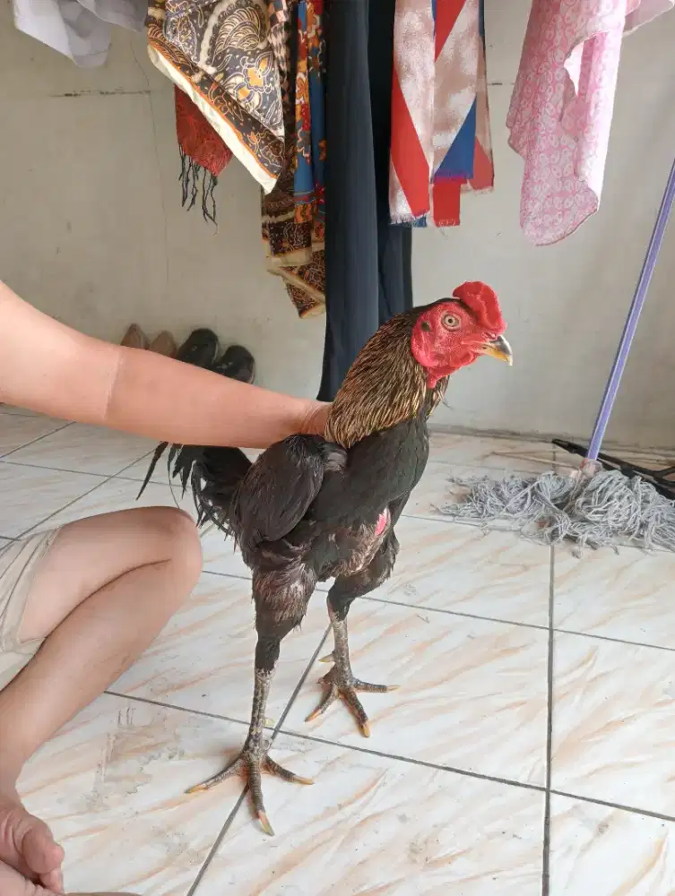 Ayam BK ukuran tiga