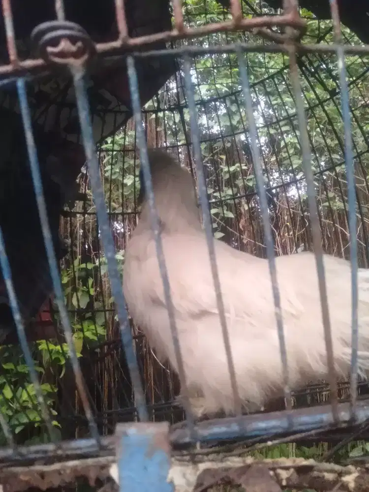 Indukan ayam silki usa
