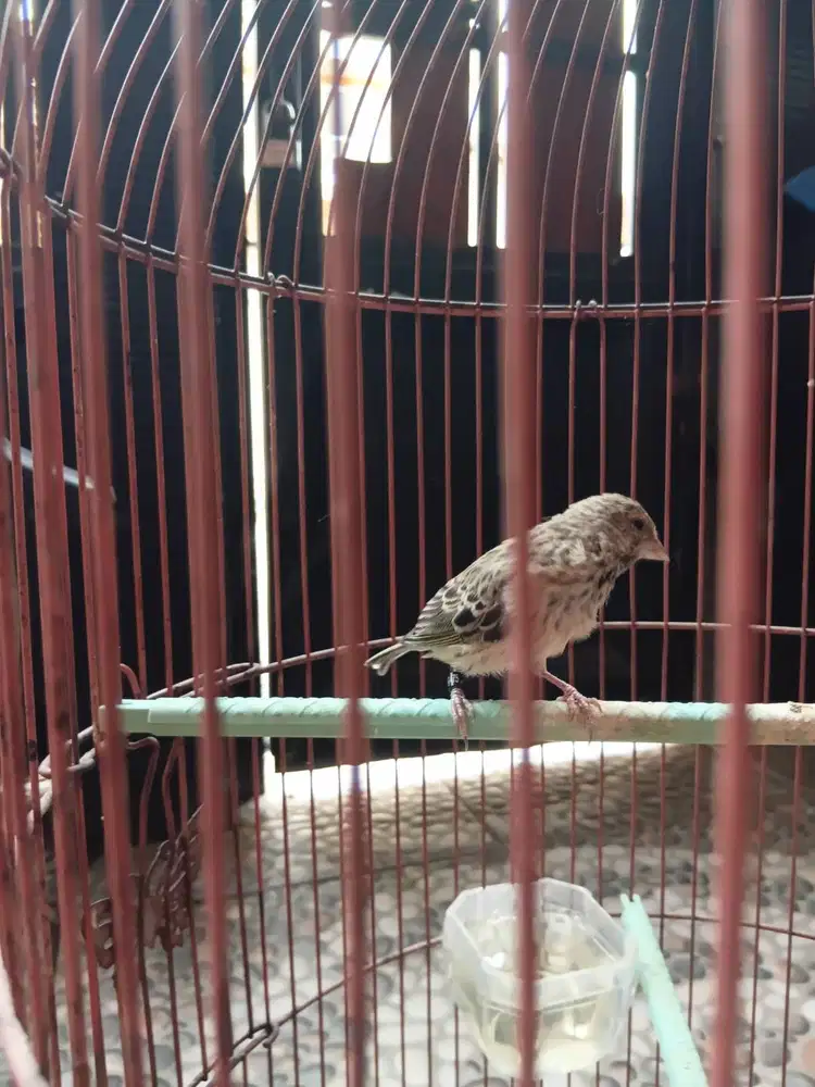 Burung blackstroat jantan
