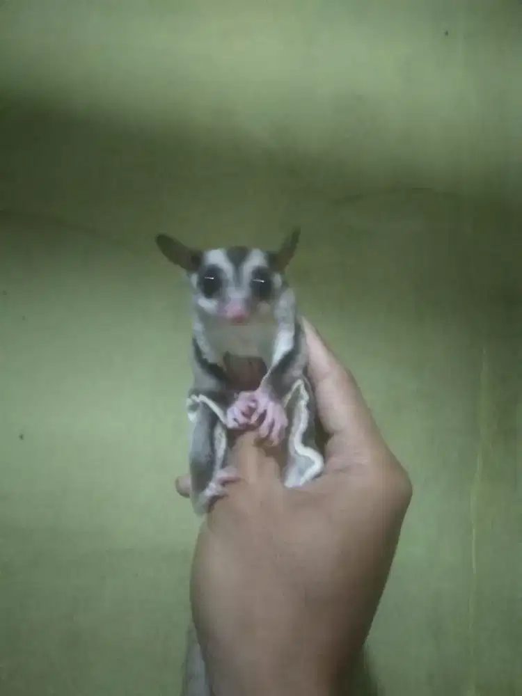 Sugar glider classic grey