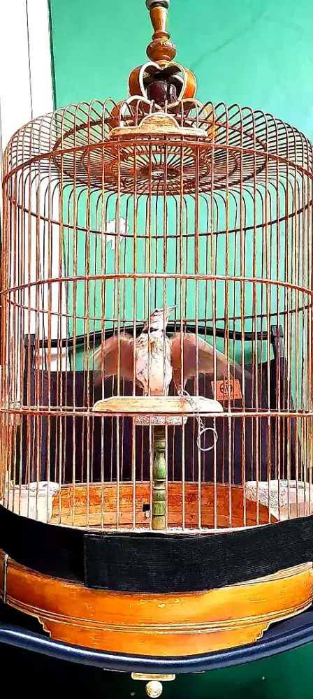 BURUNG PAKLING MULUS GACOR