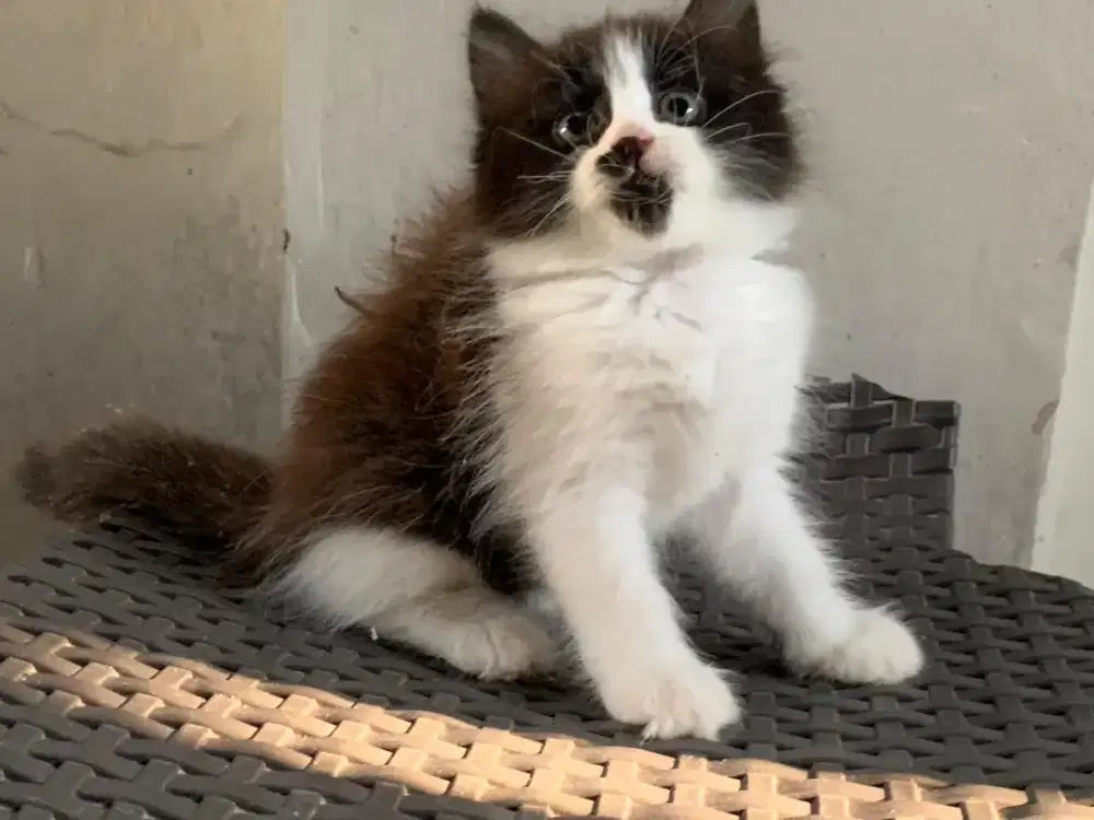 Persia kitten hitam putih