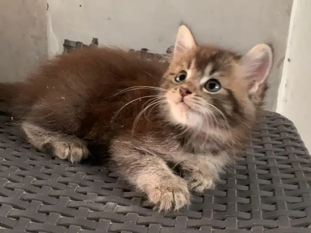 Persia kitten coklat mujair