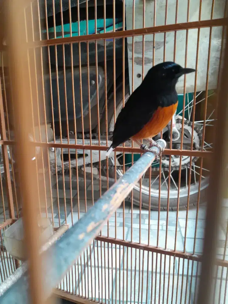Jual burung murai batu