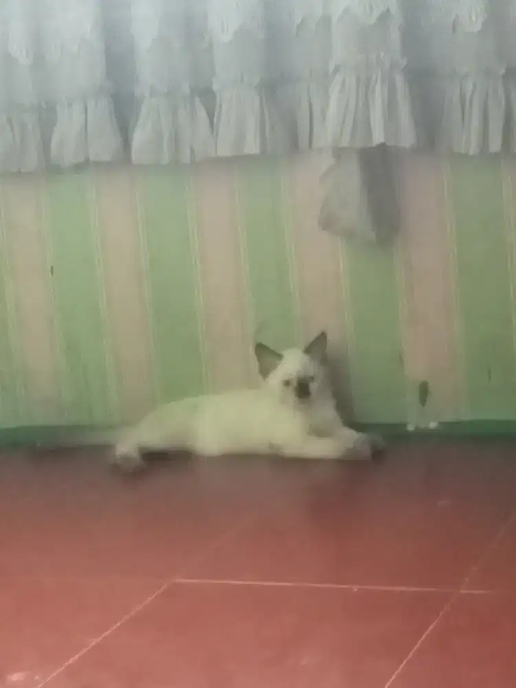 Lepas adopsi kitten Himalaya usia 2,5 bln