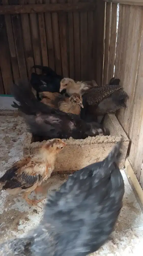 Pitikan Ayam Campuran