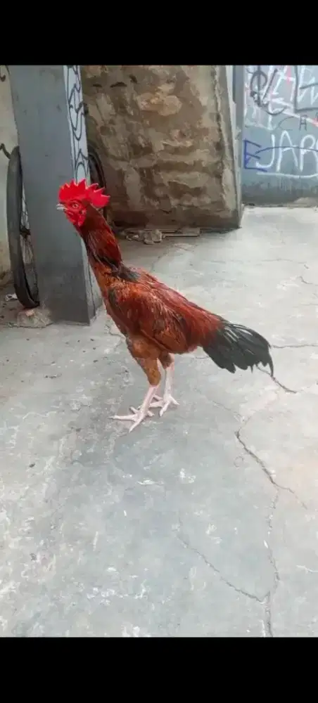 ayam pelung jenger wilah