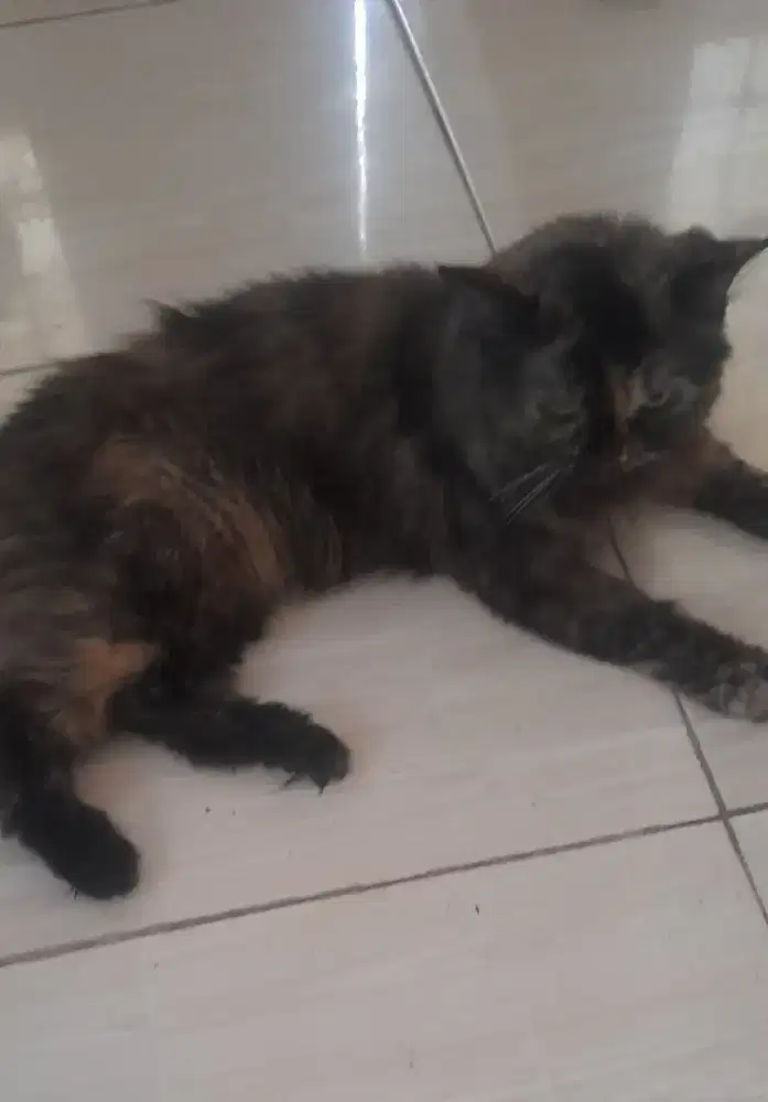 2 ekor kucing persia Betina
