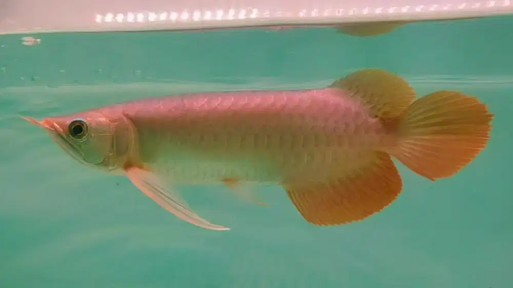 Arwana Arowana SR dayung samurai