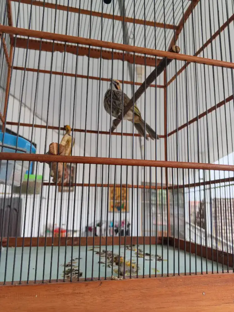 Jual burung cucak rawa