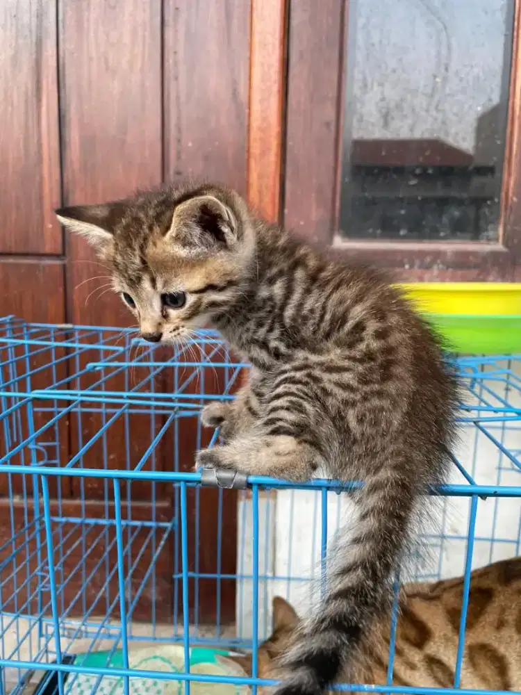 Kucing B3n6al Surabaya