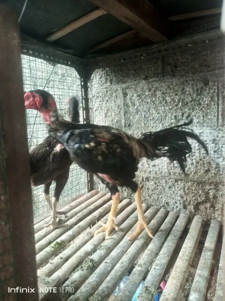 Ayam bangkok sepasang