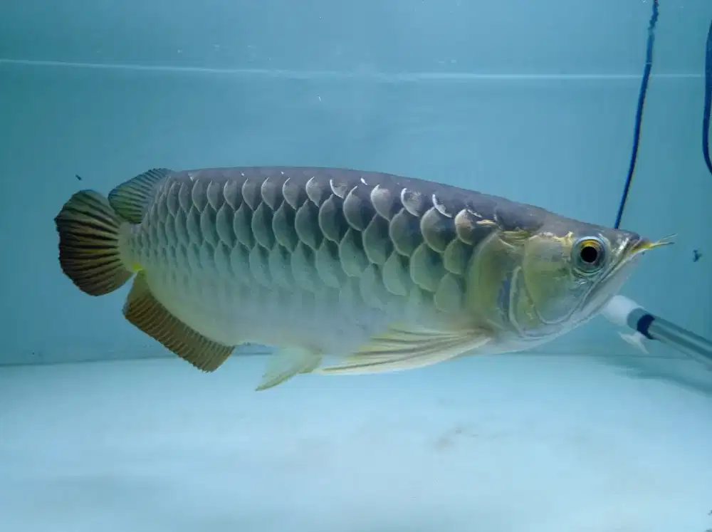 Ikan arwana jenis golden red Hb Bluebase