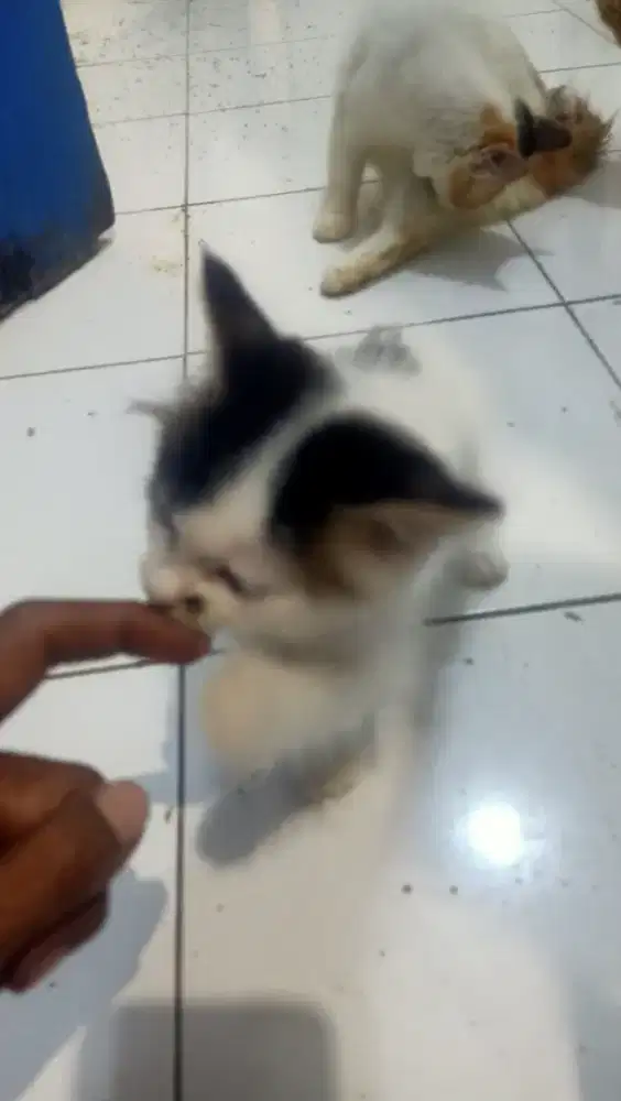 OPEN ADOSI PERSIA CAT UMUR 1BLN