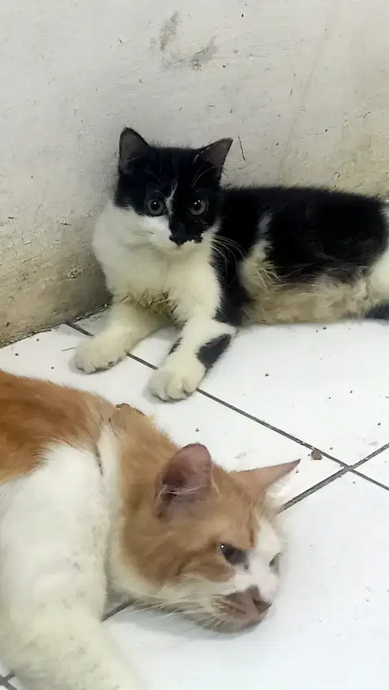 Open adosi kucing persia