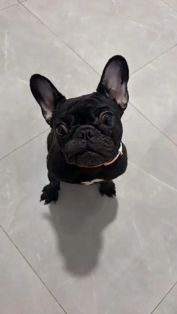 Frenchie Betina