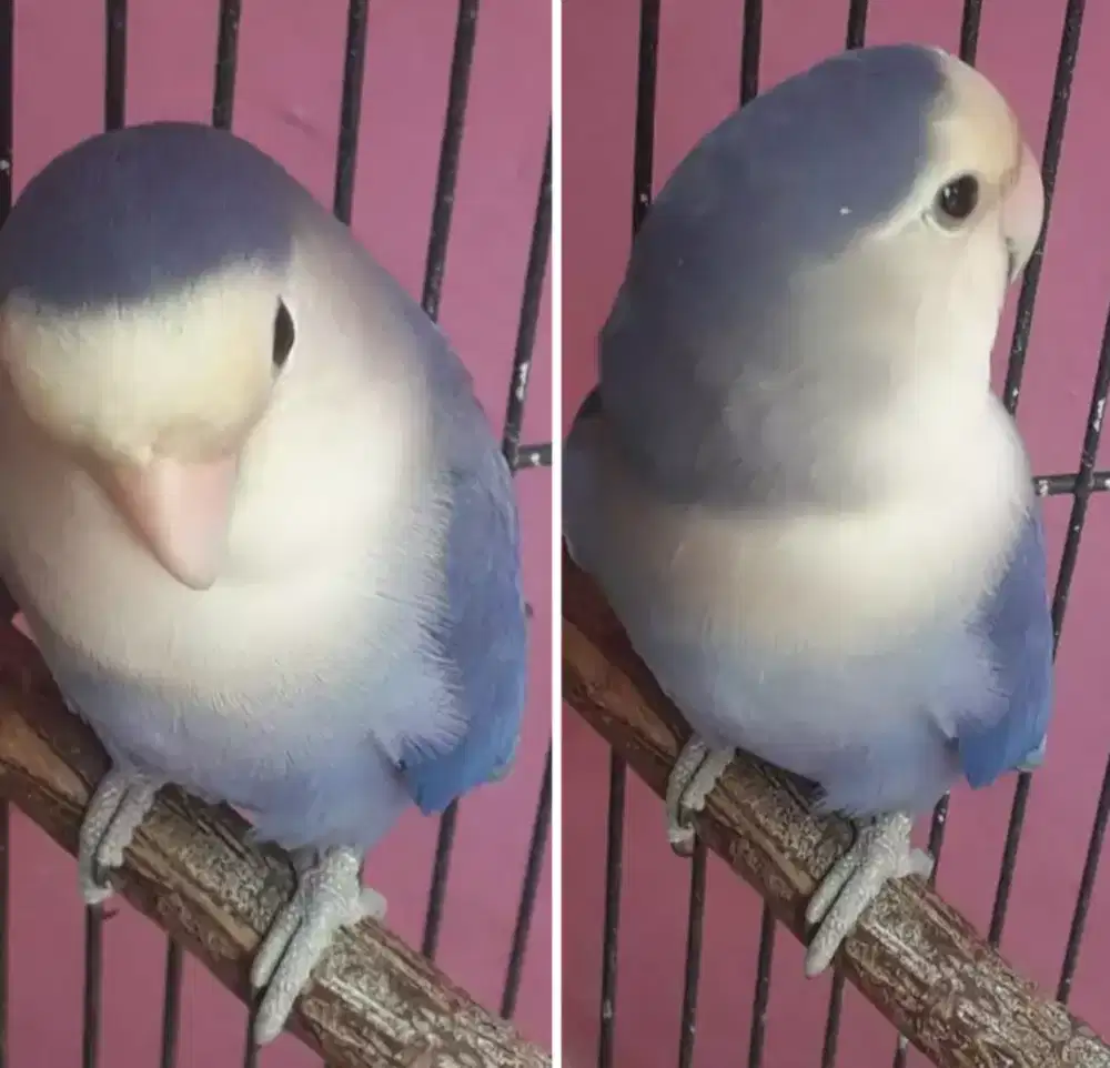 Lovebird Non Klep Violet jantan di Bogor