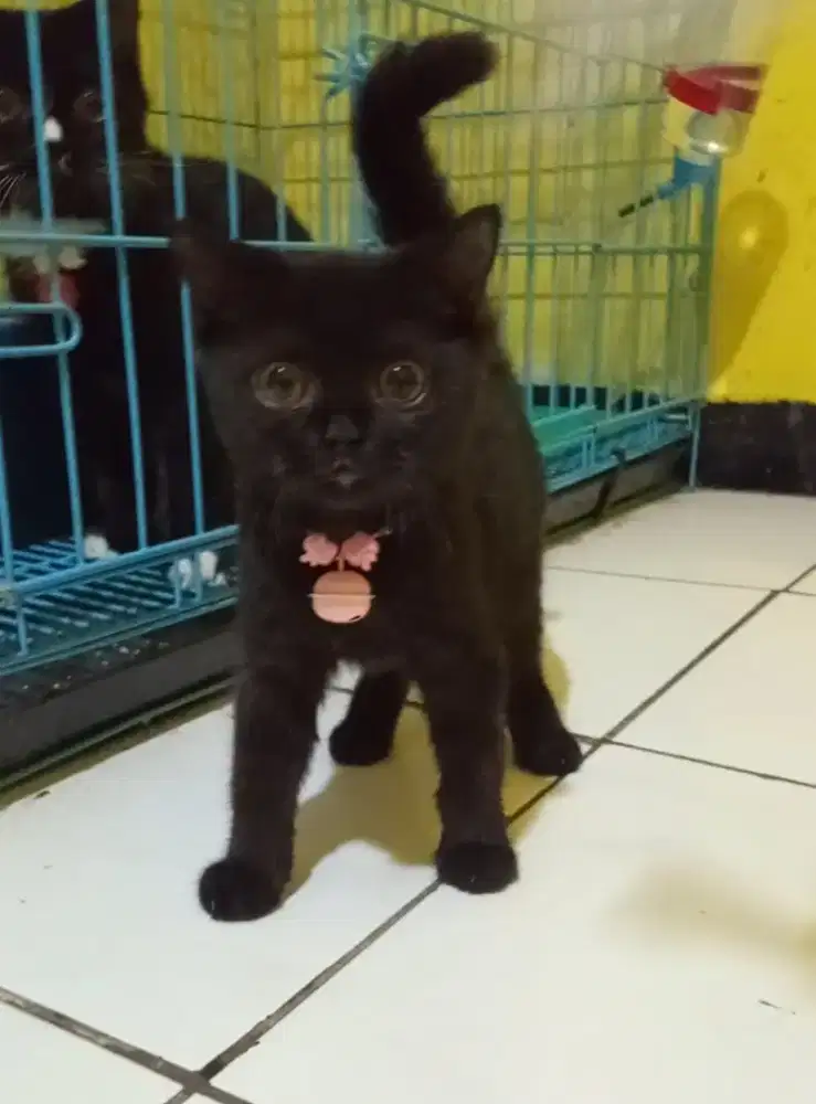 Kitten British Shorthair Black