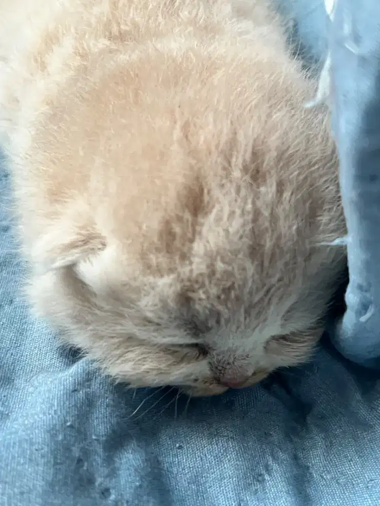 Kitten British shorthair