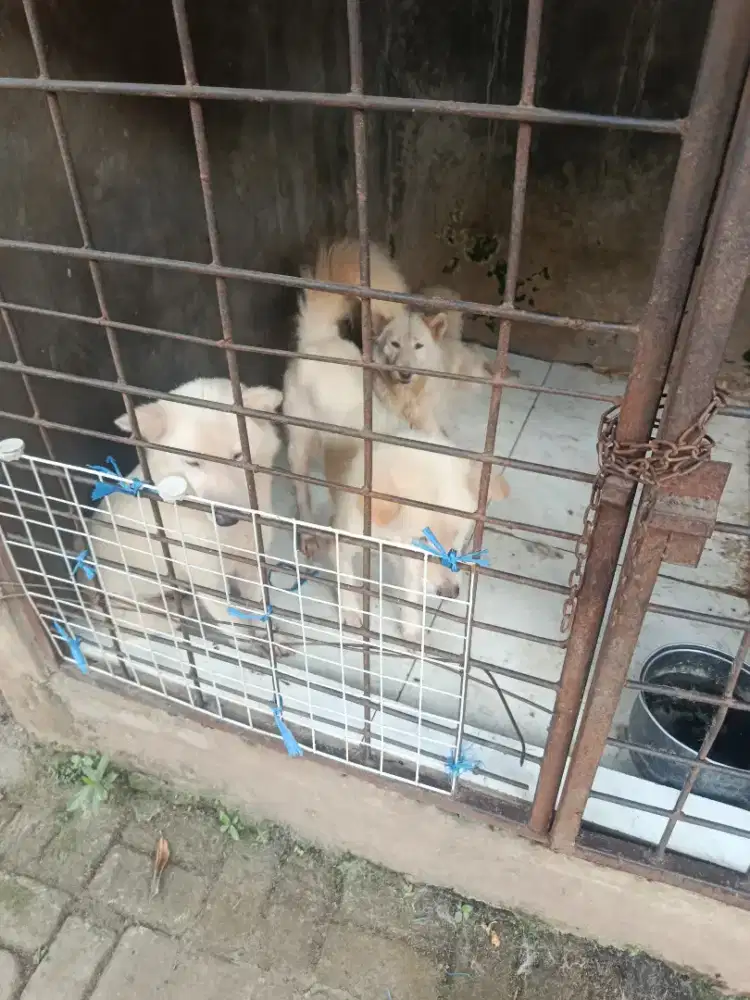 dijual anjing kintamani pure non stambum