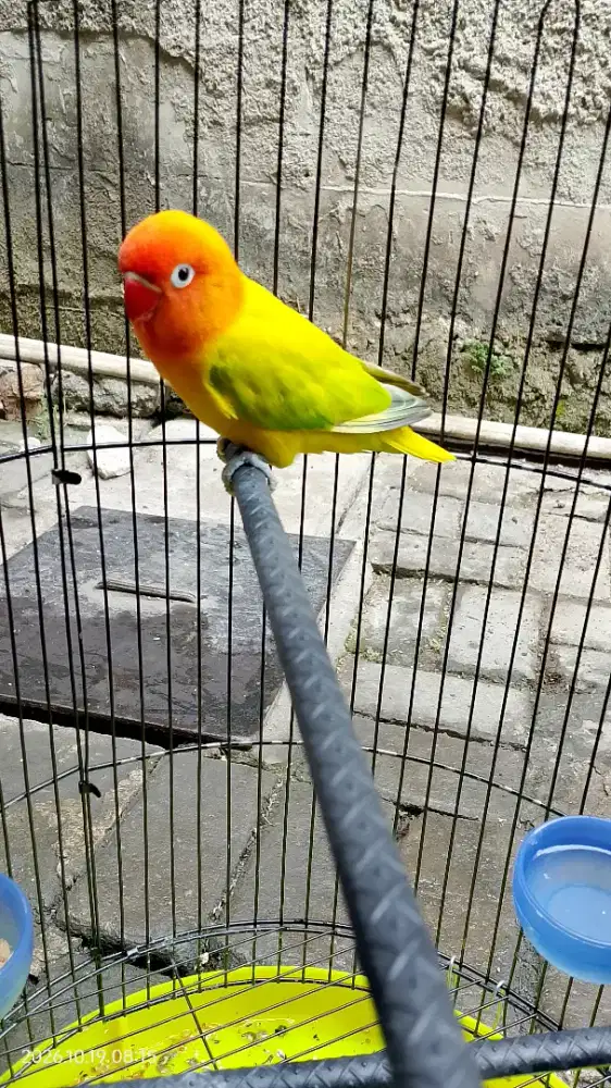 Lovebird Biola dewasa