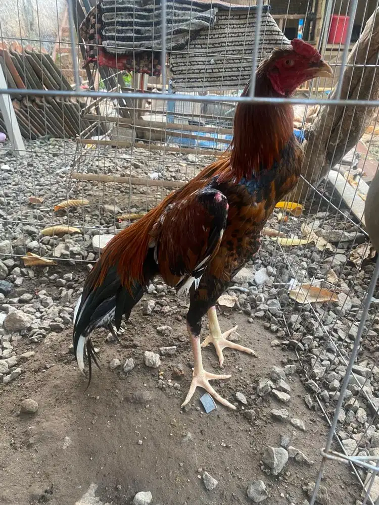 Ayam bangkok jantan tanpa sisik
